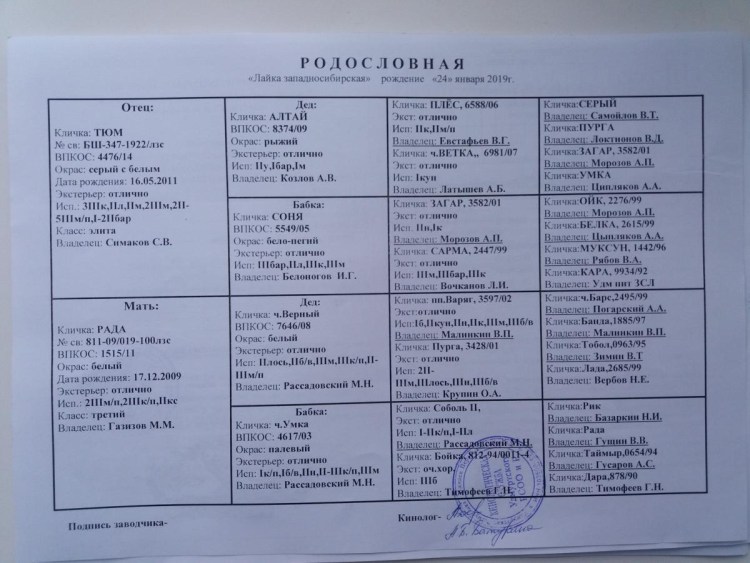 Лайка волкодав Сибирская