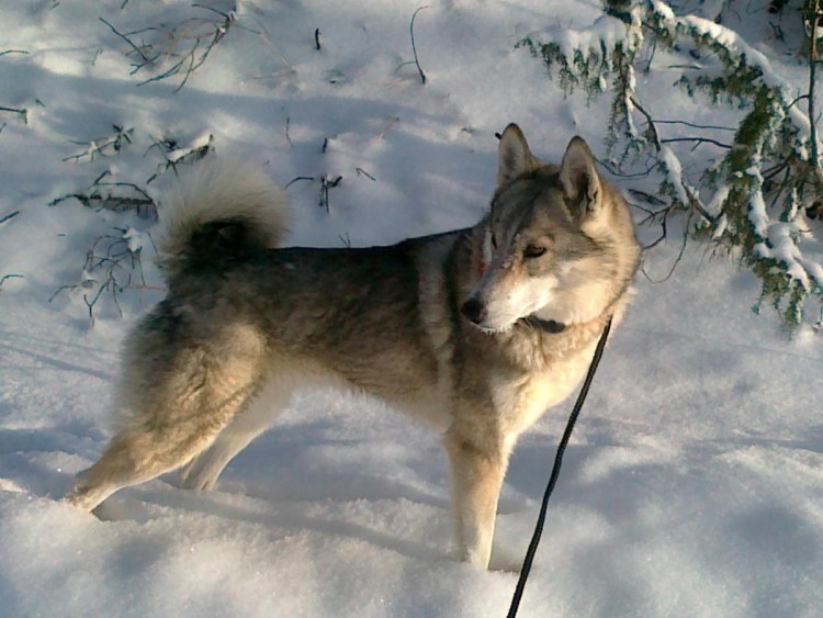 Западно Сибирская Сибирская лайка