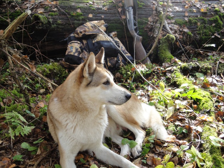 Зверовые ЗСЛ