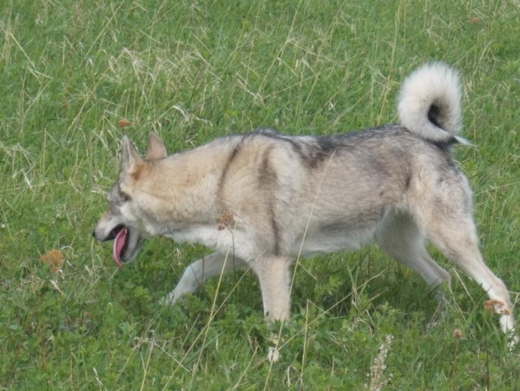 Заводчики Западно сибирских лаек в Смоленск