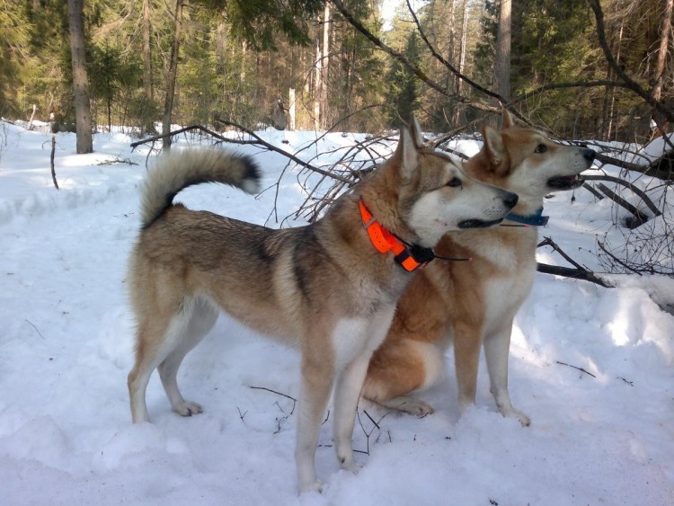 Сибирская лайка светлая