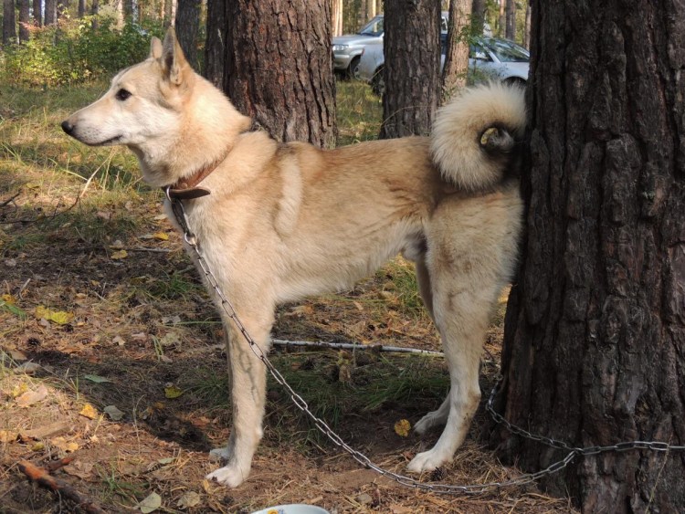 Лайка Сибирская чистокровная