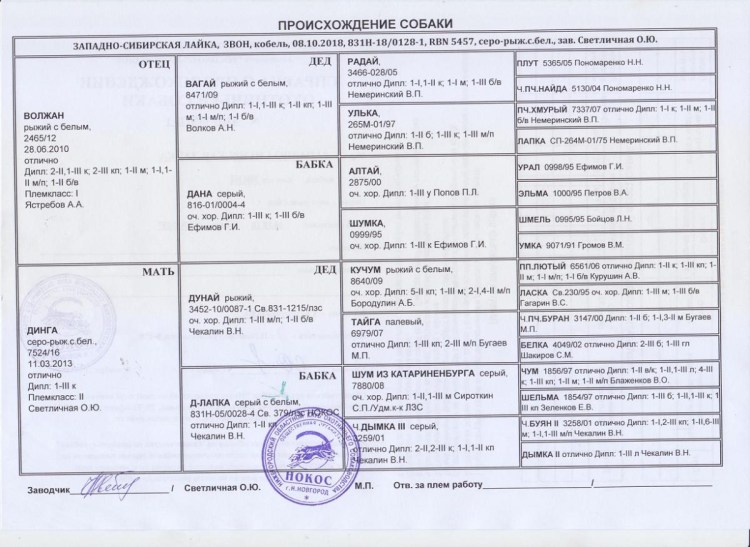Западносибирская лайка белая