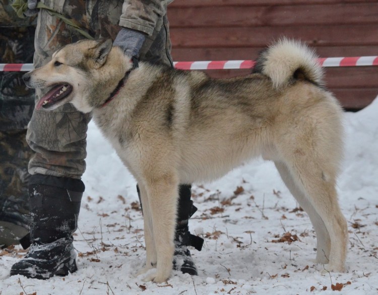 Лайки ЗСЛ Андрея Даровских