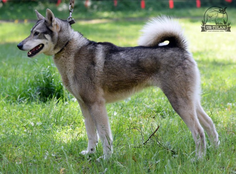 Сибирская охотничья лайка