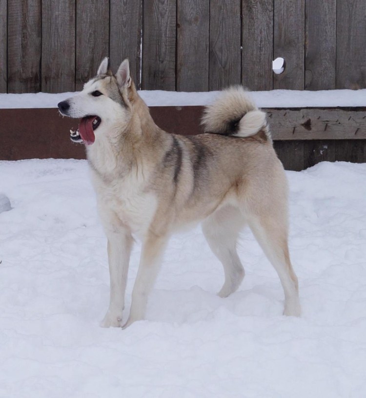 Западно Сибирская лайка щенки