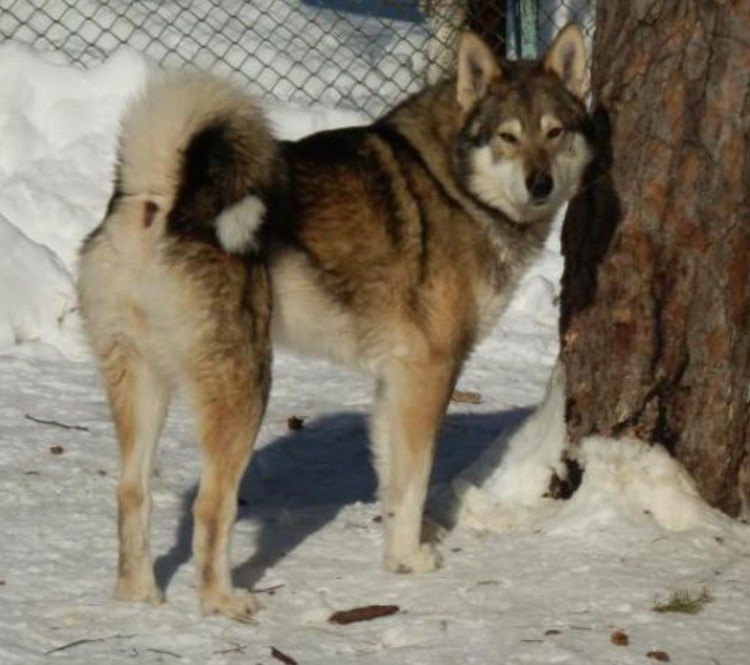Западносибирская лайка