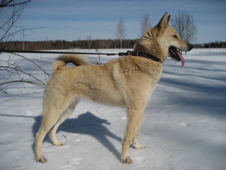 Западносибирская лайка