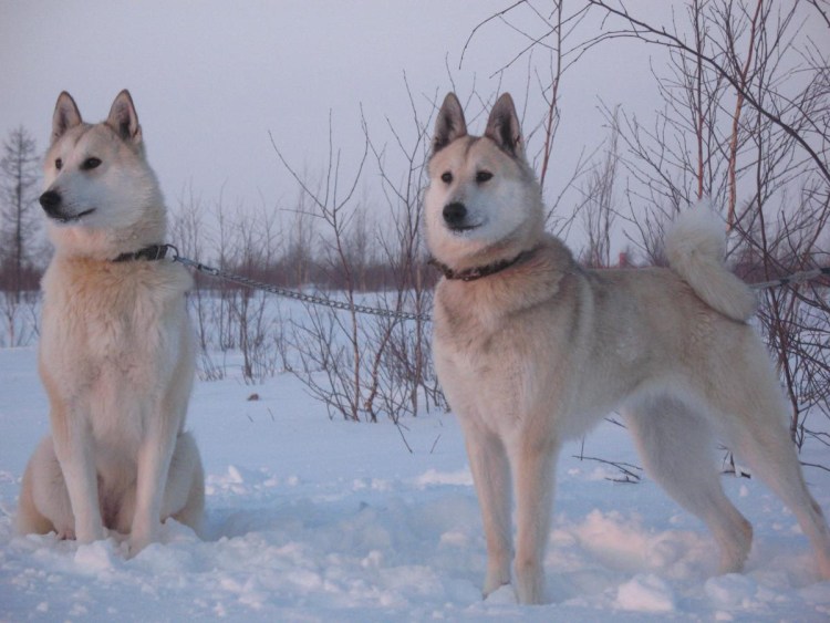 Оскал Западно сибирской лайки