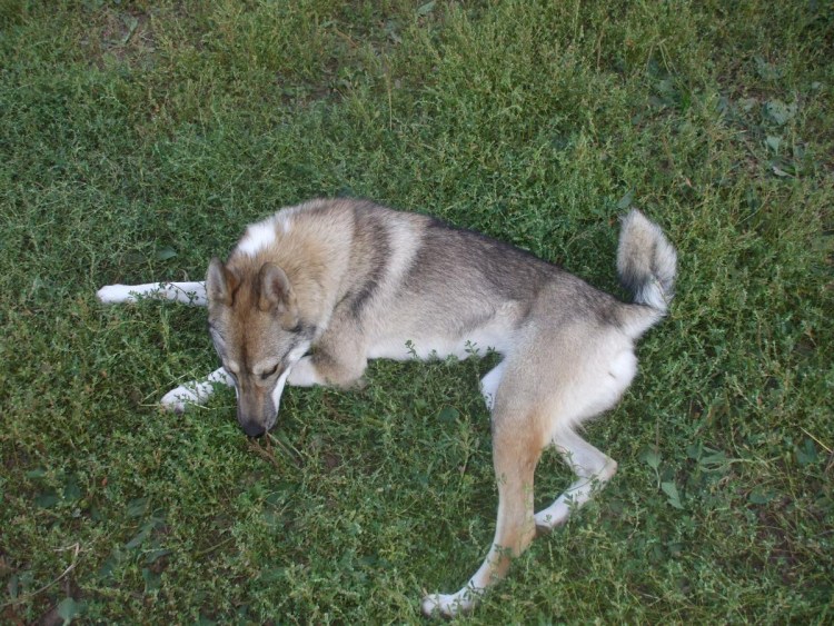 Западносибирская лайка