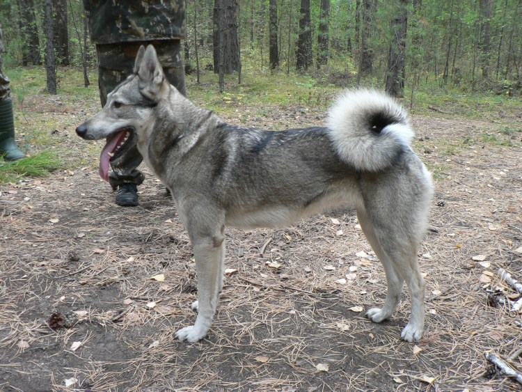 Западносибирская лайка серая