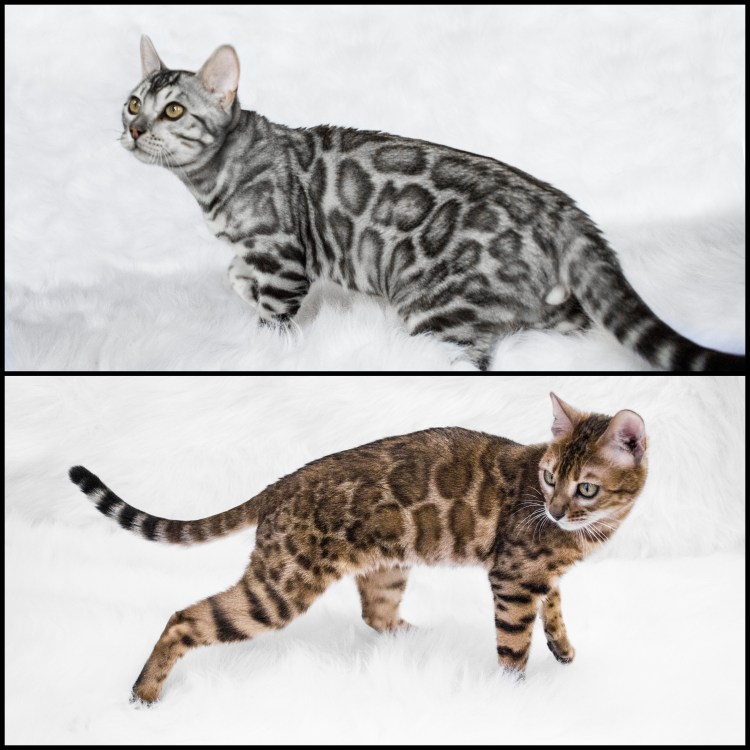 Бенгальская кошка Марбл