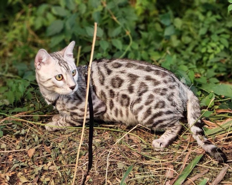 Мраморный бенгал