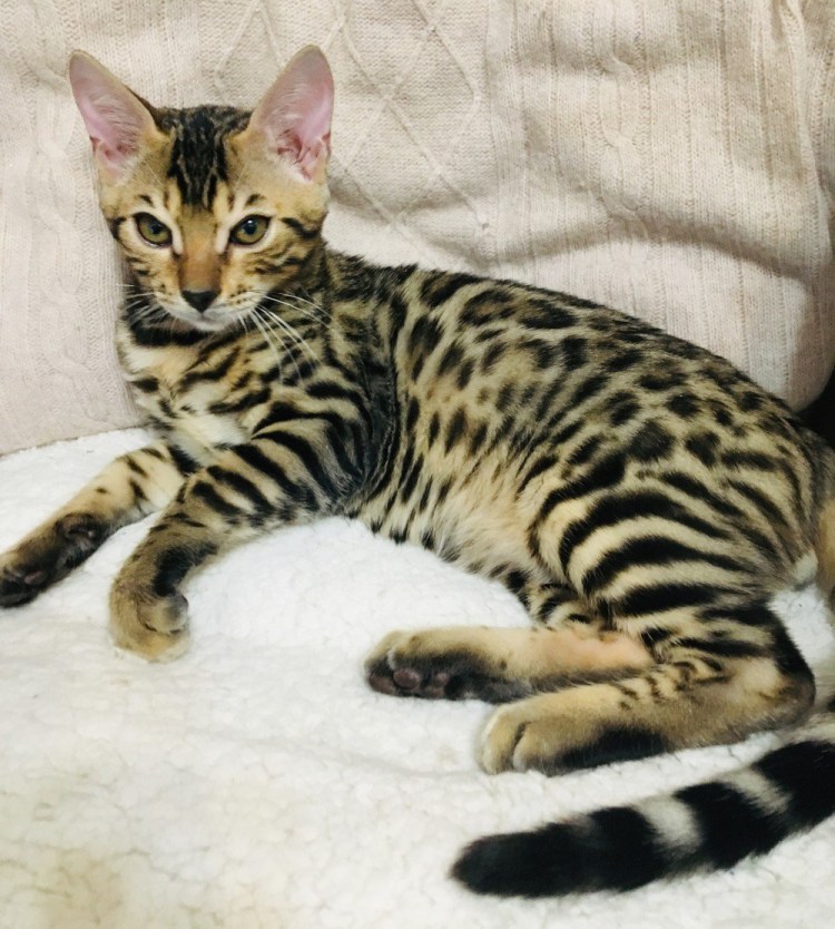 Серебристый бенгал