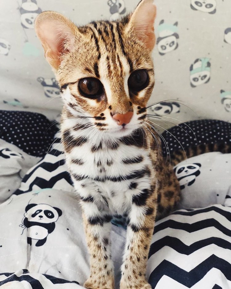 Бенгальская кошка Браун Марбл