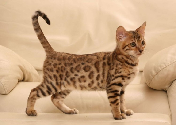 Бенгал Блю тебби