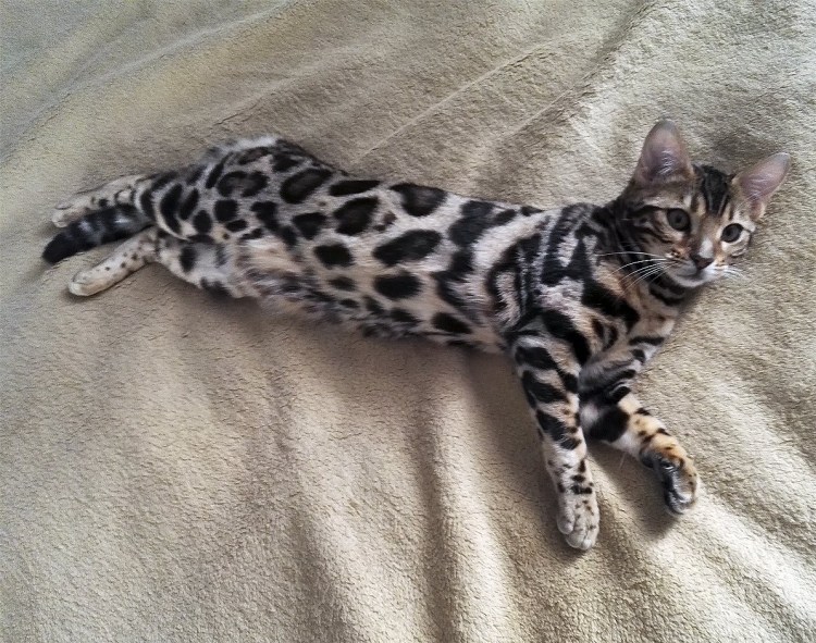 Домашняя кошка фото