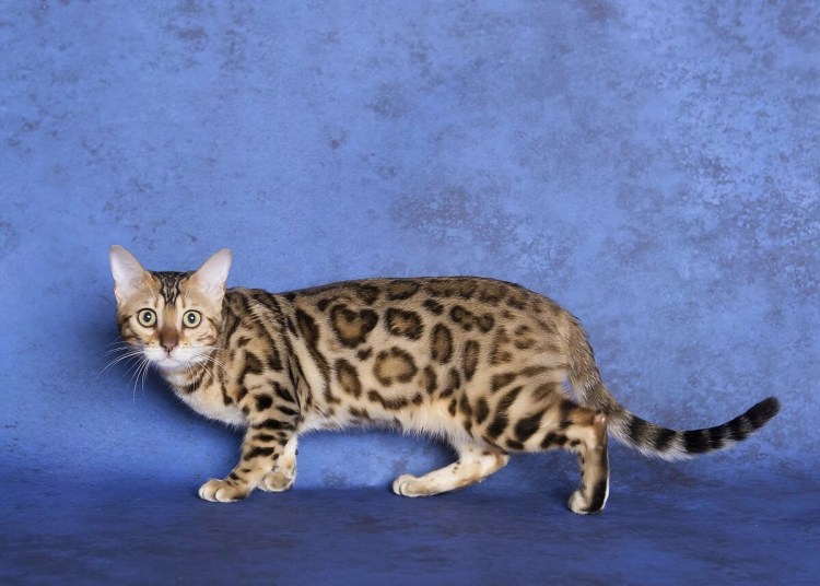 Блю тебби Бенгальская кошка