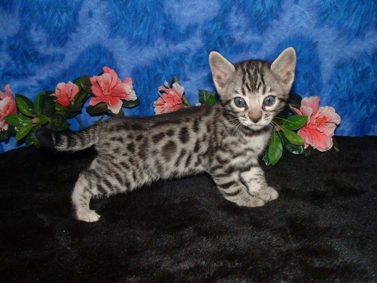 Бенгальская кошка табби