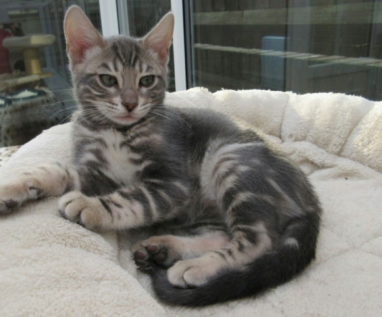 Бенгальская мраморная кошка табби