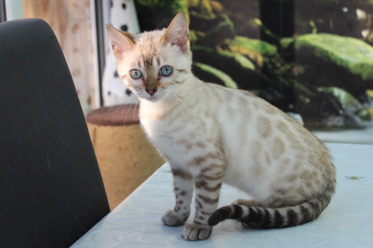 Блю тебби Бенгальская кошка