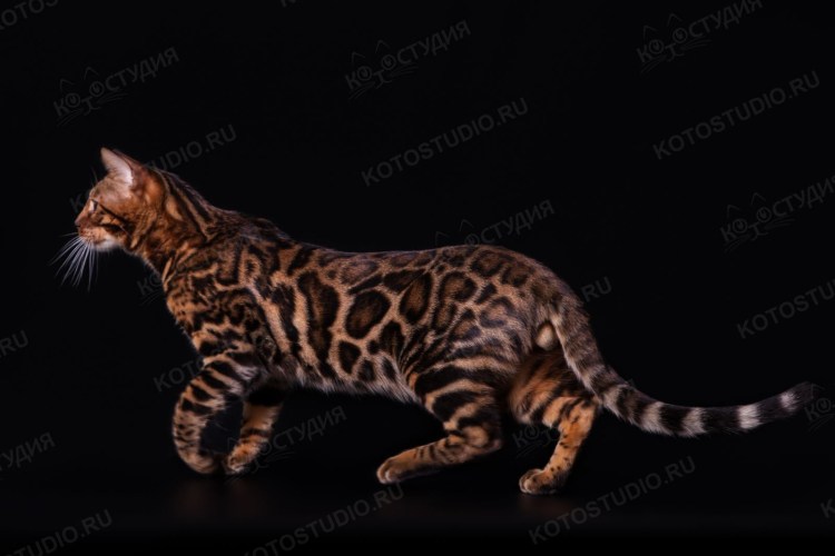 Тойгер и бенгал