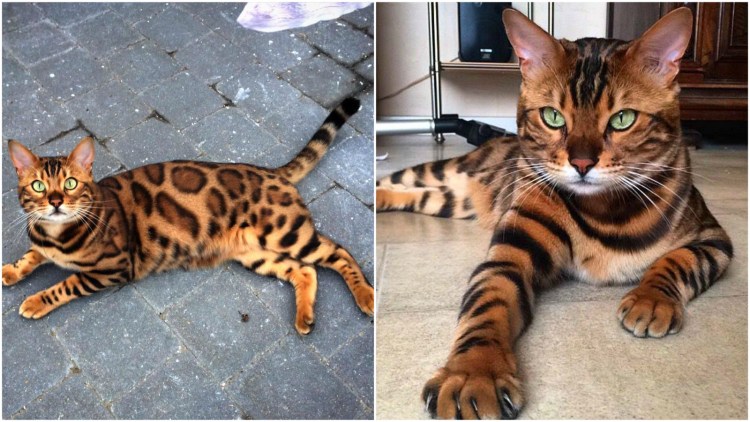 Котята бенгалы с мамой