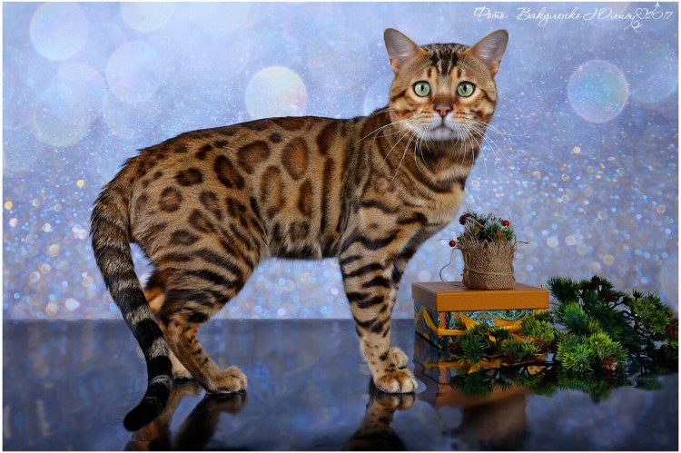 Бенгальский кот Silver tabby spotted