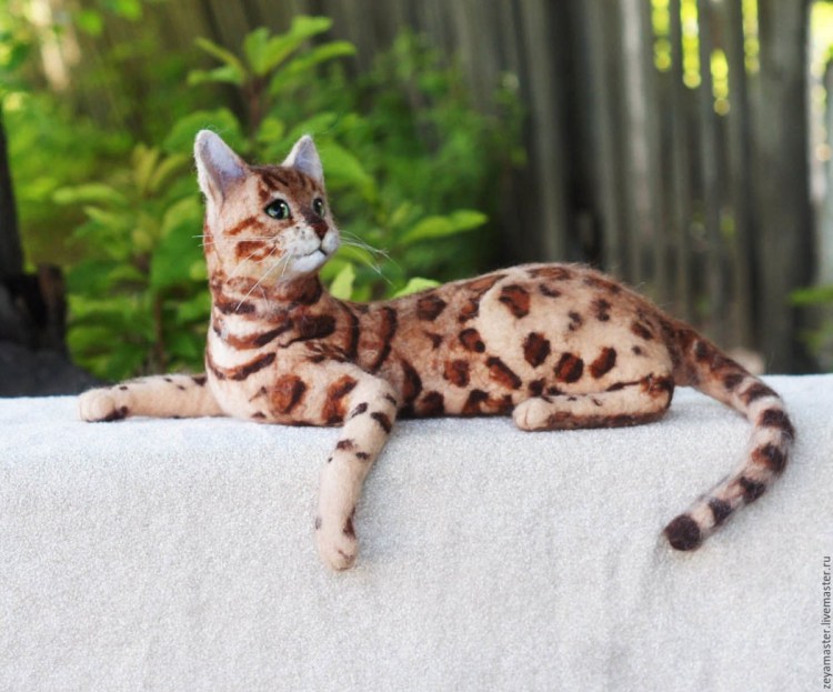 Бенгальский котенок Клайд