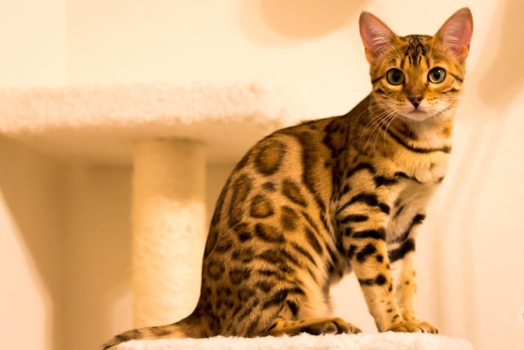 Бенгальский кот Silver tabby spotted