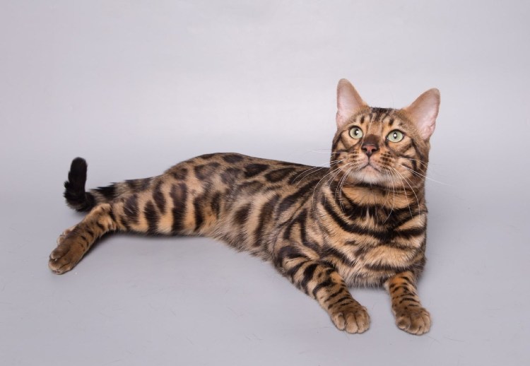 Котята Блю тебби Бенгальская