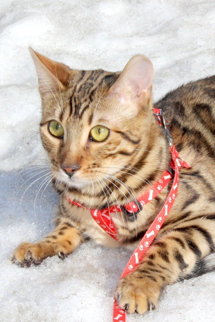 Браун Марбл бенгалы