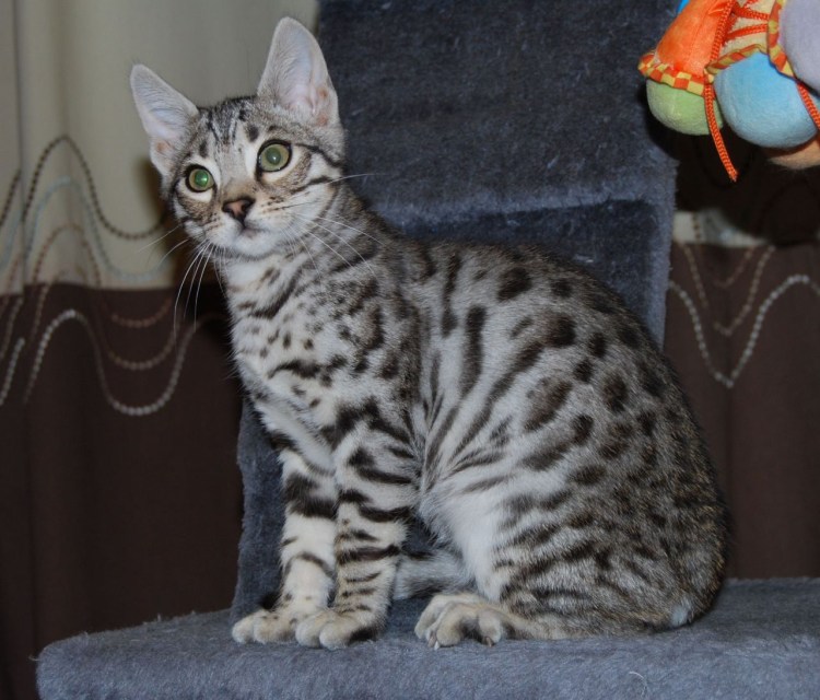 Браун Марбл бенгалы