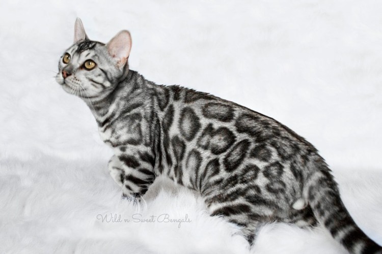 Бенгальская кошка разновидности окраса