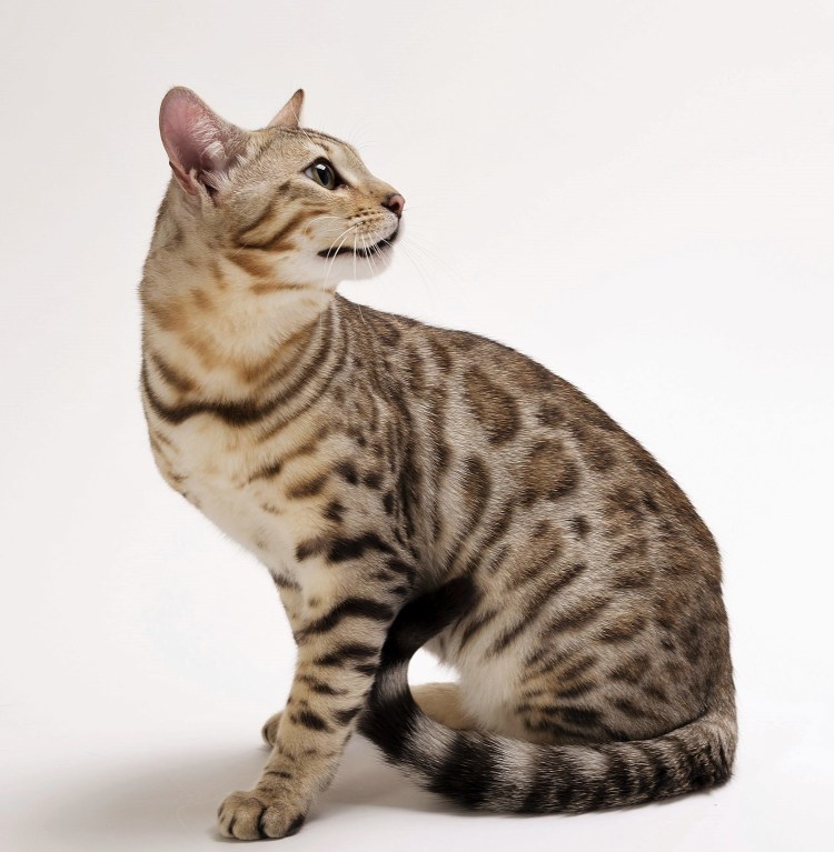 Бенгальская кошка снежный Барс