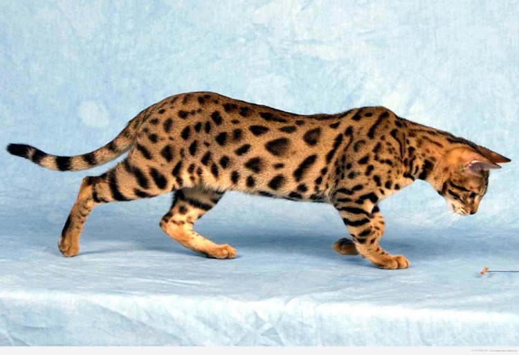 Cat Breed clouded Jack