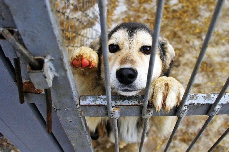 Отлов бродячих животных