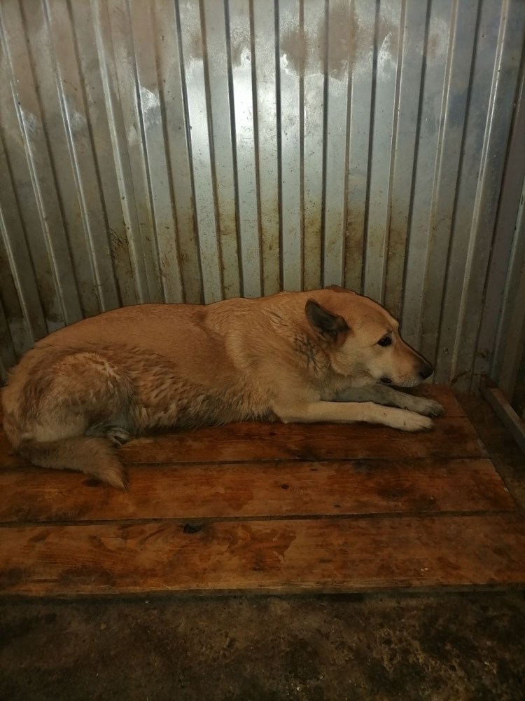 Приюты для животных в Курске