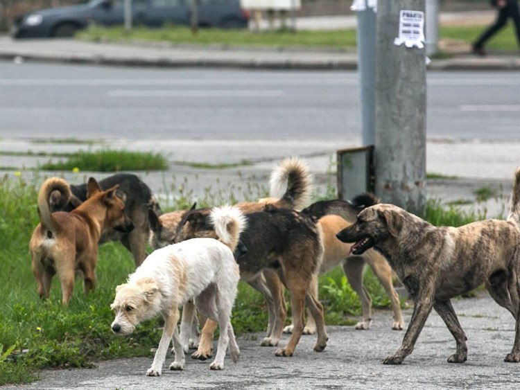 Бездомный щенок