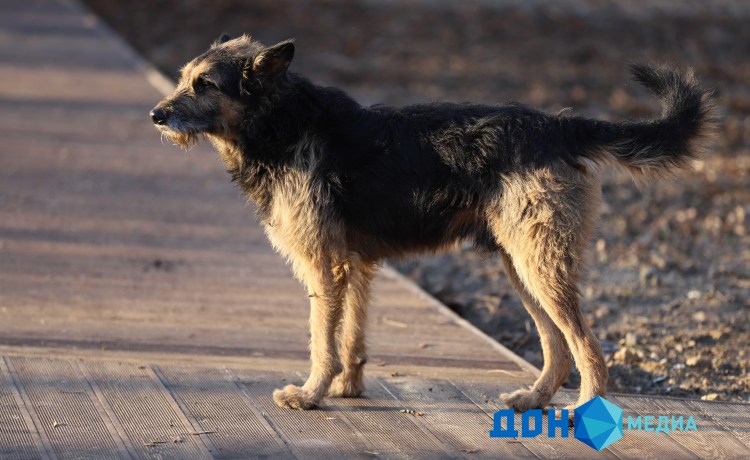 Отлов бездомных животных