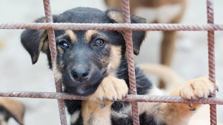 Приют для бездомных собак в Москве