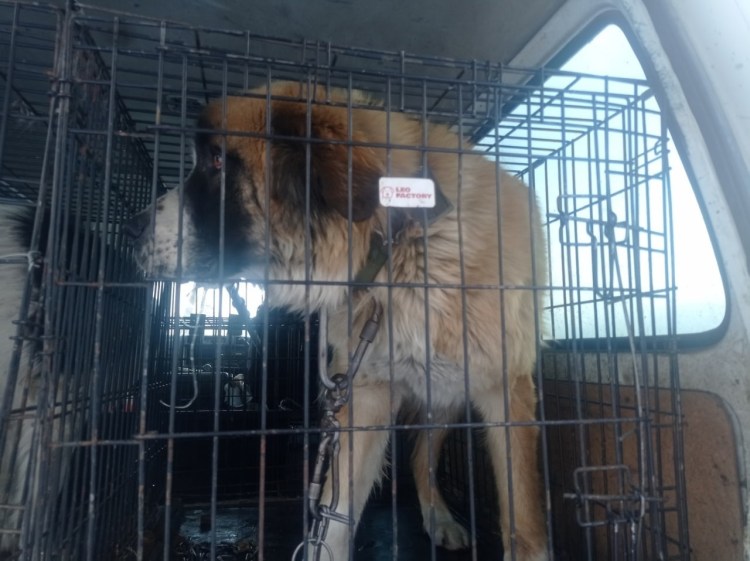 Бездомные собаки