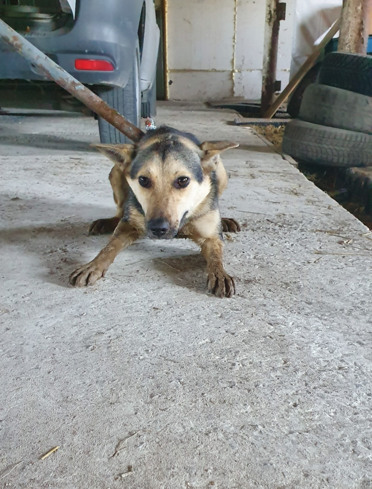 Служба по отлову животных