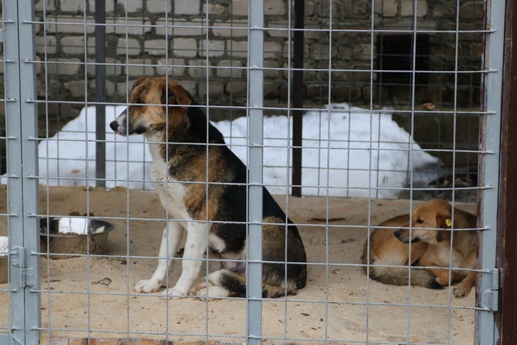 Отлов бродячих животных