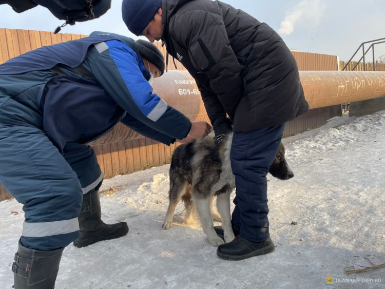 Г Серов Свердловская область приют для собак