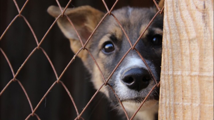 Бродячие собаки в России
