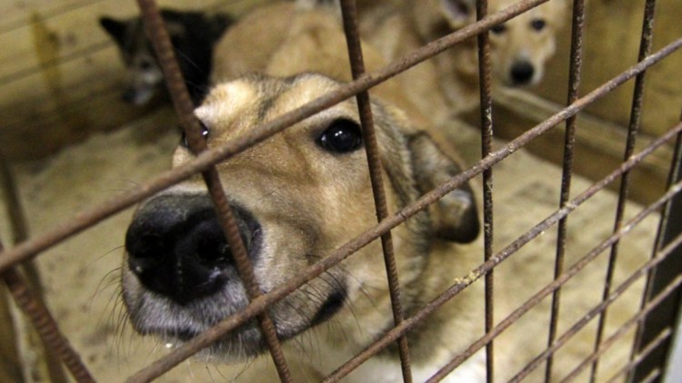 Собачий приют в Вологде