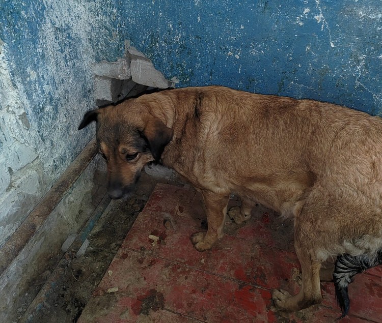 Отлов бродячих животных