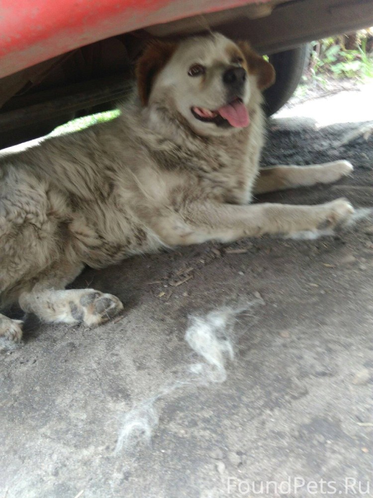 Отлов безнадзорных животных