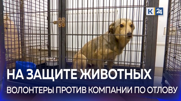 Красивый приют для животных